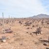 Sitio en Venta  B17 - Proyecto Loteo el Olivo - Ovalle - Imagen 10