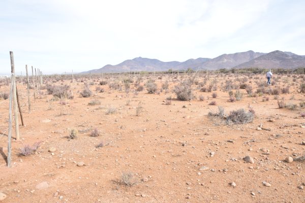 Sitio B4 - Proyecto Loteo el Olivo - Ovalle