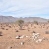 Sitio en Venta  B17 - Proyecto Loteo el Olivo - Ovalle - Imagen 2
